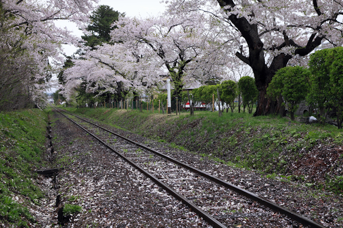 ５月でもまだ間に合う 花見をしそこねたら桜前線を北上せよ じゃらんニュース