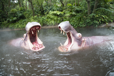 東京ディズニーランド ジャングルクルーズ がリニューアル じゃらんニュース