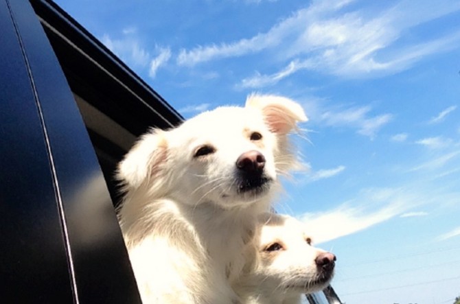 ペットと長距離旅行へ行こう 事前に知っておきたい 移動術 を紹介 じゃらんニュース