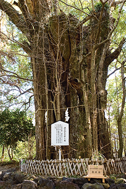 加藤神社　大イチョウ