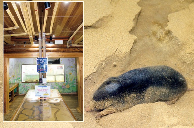 激レアの モグラの巣穴観察 展示がスゴイ動物園 水族館 関東 じゃらんニュース