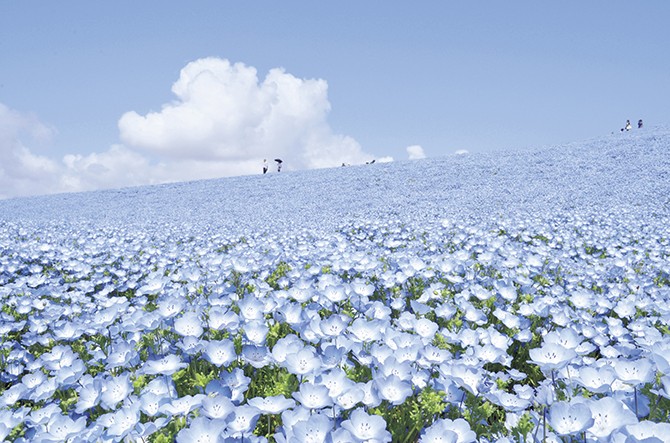 Gwは青絶景に出会えるチャンス 一度は行きたい花畑ドライブ 茨城 じゃらんニュース