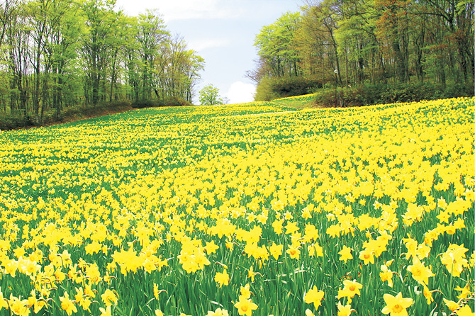 関東 東北 見渡す限り一面黄色 菜の花や水仙の絶景花畑 じゃらんニュース