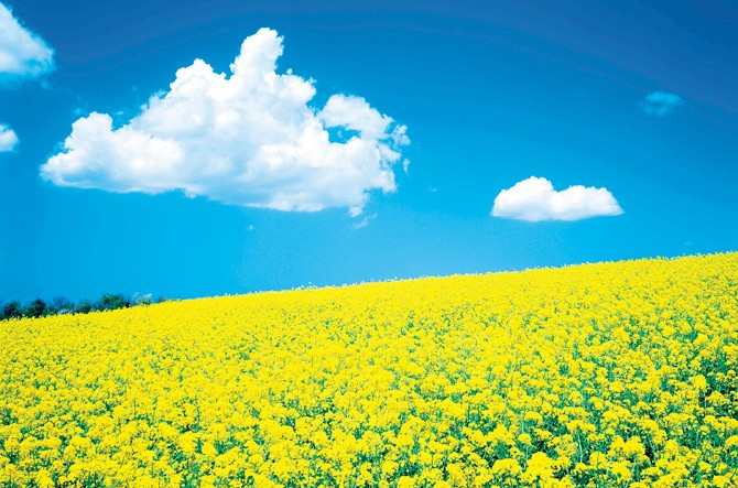 関東 東北 見渡す限り一面黄色 菜の花や水仙の絶景花畑 じゃらんニュース