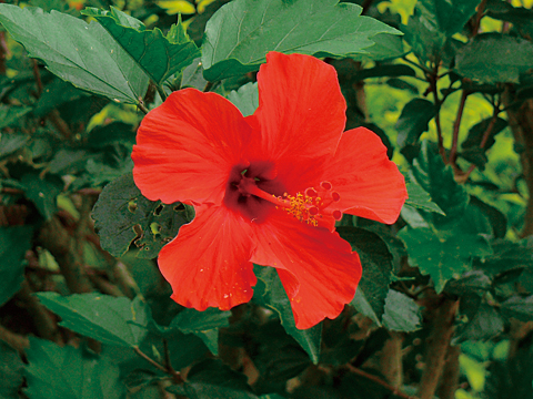 九州 ひまわり ハイビスカス カラフルな夏の花絶景7選 じゃらんニュース