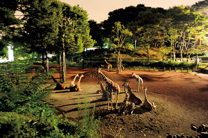 夏限定 夜の動物園はいつもと違う 関東ナイトズー 5選 じゃらんニュース