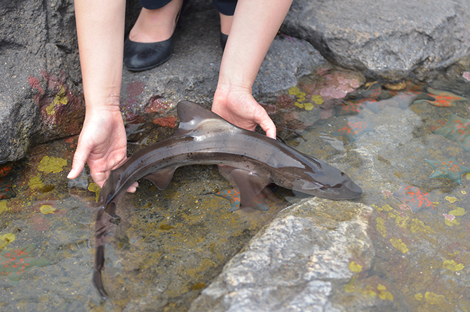 仙台市にオープン 仙台うみの杜水族館 のここがおもしろい じゃらんニュース