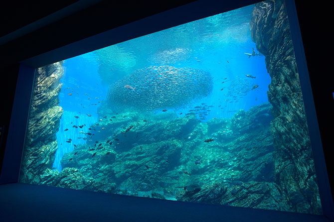 仙台市にオープン 仙台うみの杜水族館 のここがおもしろい じゃらんニュース