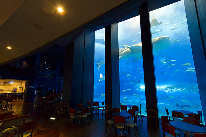 知ってると得する 沖縄屈指の人気スポット 沖縄美ら海水族館 の楽しみ方教えます じゃらんニュース