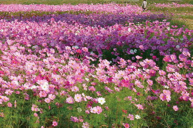 九州 15 無料 80万本以上の大規模 コスモススポット厳選11 じゃらんニュース