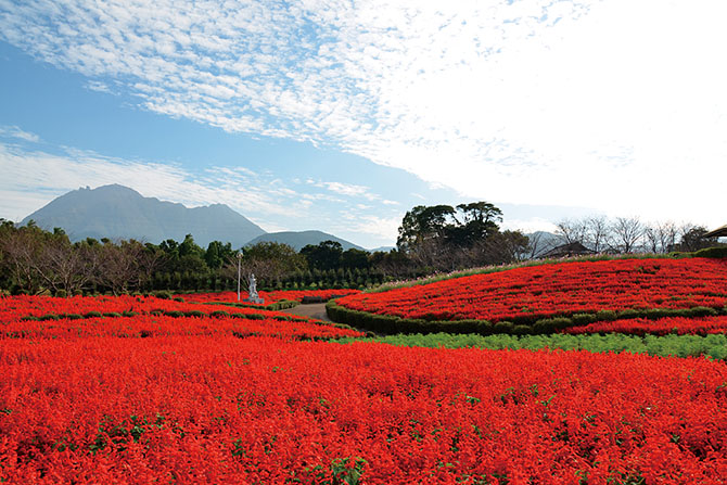 有明の森フラワー公園