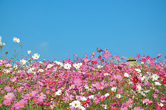 有明の森フラワー公園