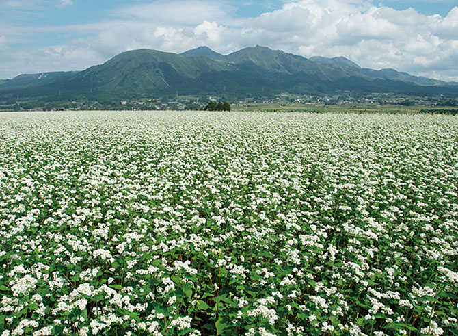 久木野地区一円の白いそばの花