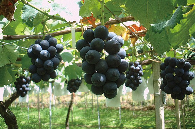 ぶどうの種類 おいしいぶどうの見分け方は ぶどう狩りを本気で楽しむ方法はコレ ぶどうのアレンジレシピ付 じゃらんニュース ぶどうの種類 おいしいぶどうの見分け方は ぶどう狩りを本気で楽しむ方法はコレ ぶどうのアレンジレシピ付 じゃらんニュース