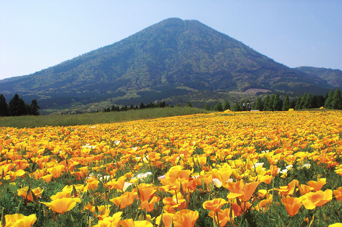 広大な花畑に感動 南国ムード漂う宮崎のおすすめ花見スポット5選 じゃらんニュース