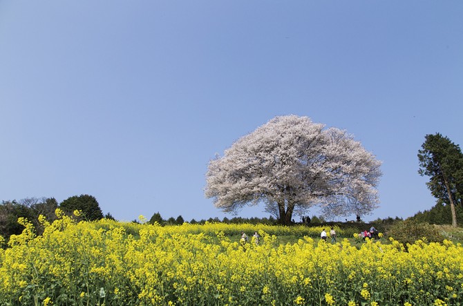 広大な花畑に感動 南国ムード漂う宮崎のおすすめ花見スポット5選 じゃらんニュース
