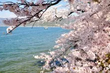 湖×桜の絶景に感動！滋賀・琵琶湖周辺の桜名所6選