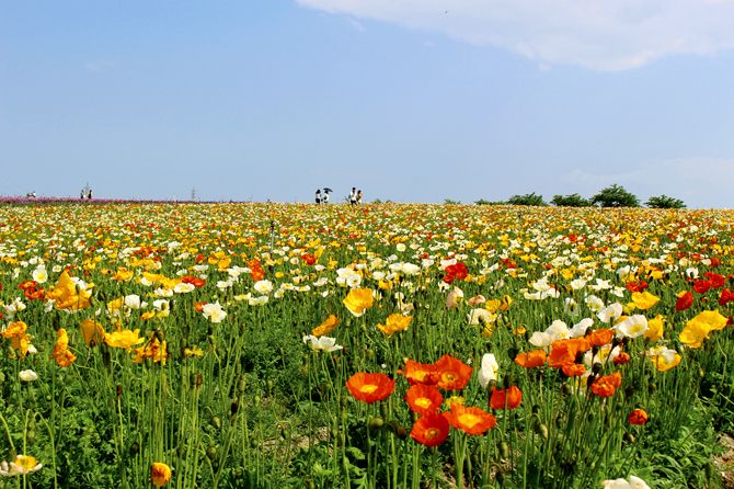 この春行きたい 絶景のお花畑スポット10選 東海 16 じゃらんニュース