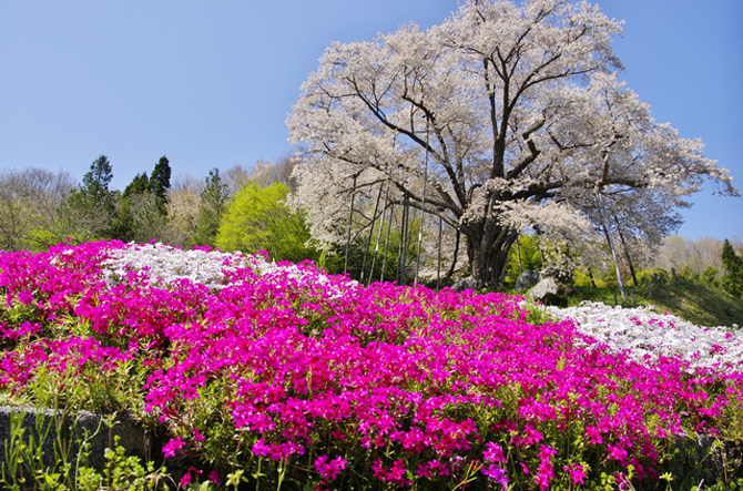 越代のサクラ
