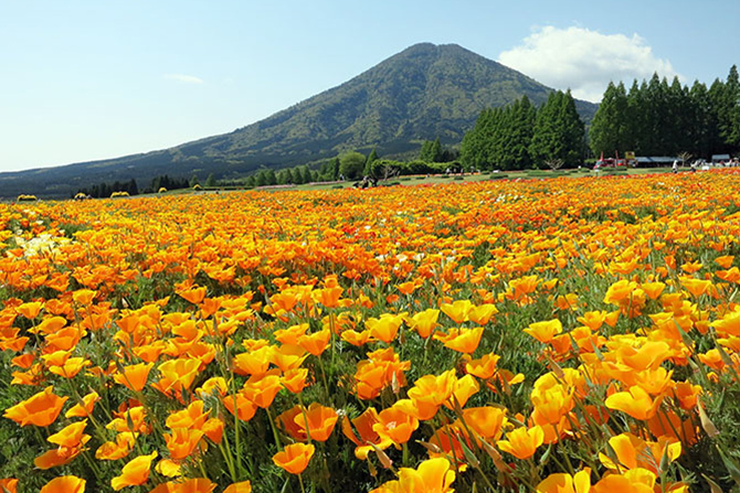 愛の記念日 オレンジデー って知ってますか 一面オレンジの絶景花畑で幸福度up じゃらんニュース