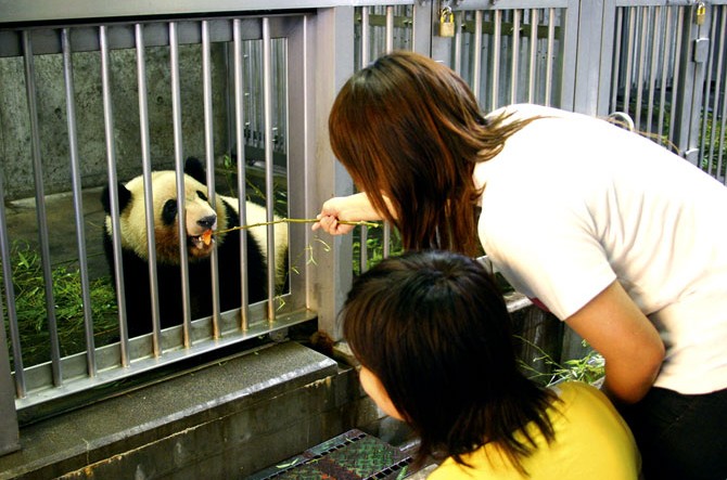 パンダにフクロウ 変わったふれあいができる動物園 東海 関西 じゃらんニュース