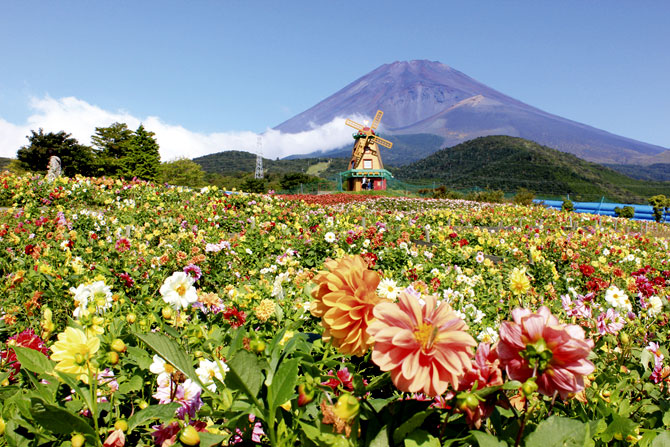 ひまわり ダリア コスモス 感動絶景の花畑名所7選 東海 じゃらんニュース