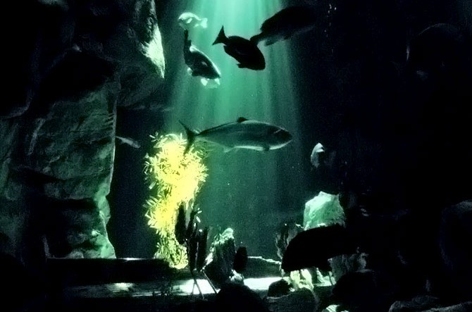 ロマンチック 夜の水族館で夏デートしよう おすすめ4選 関西 中国 じゃらんニュース ロマンチック 夜の水族館で夏デートしよう おすすめ4選 関西 中国 じゃらんニュース