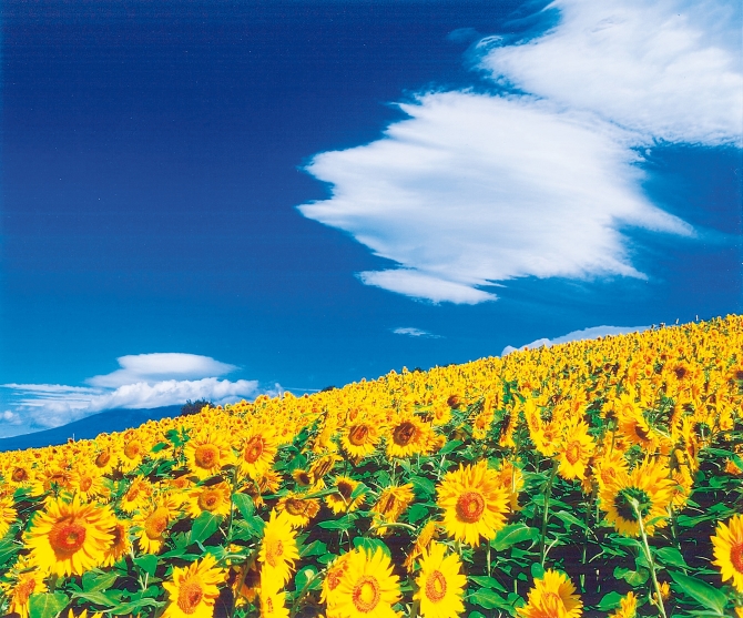 絶対見たい 夏絶景ドライブスポット 今だけの絶景編 関東 東北 じゃらんニュース