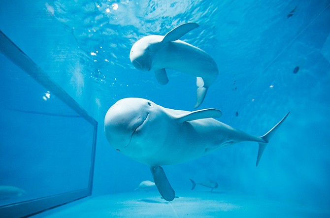 揚げもみじ饅頭 水族館 カフェ 宮島おすすめスポット8選 広島 じゃらんニュース 揚げもみじ饅頭 水族館 カフェ 宮島おすすめスポット8選 広島 じゃらんニュース