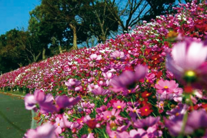 秋ピクニックへgo 一面ピンクが可愛い絶景コスモス畑23 九州 2 じゃらんnet 秋ピクニックへgo 一面ピンクが可愛い絶景コスモス畑23 九州 2 じゃらんnet