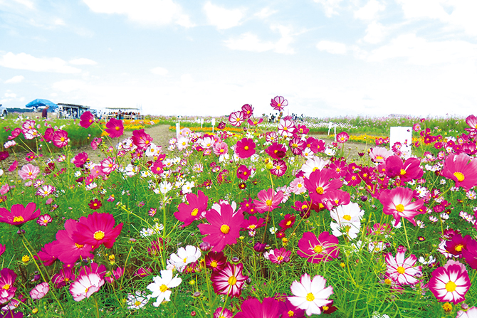 国内最大級のコスモス畑 ご当地グルメも楽しむドライブコース 福井 じゃらんニュース