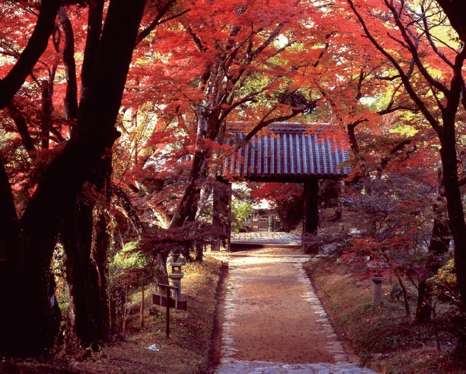これぞ日本の秋風景 定番 穴場まで 九州の紅葉スポット 福岡編 じゃらんニュース
