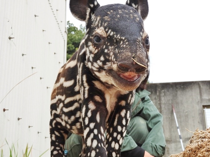 ウリボウ柄のバク 東武動物公園に珍動物の赤ちゃん続々誕生 埼玉 じゃらんニュース ウリボウ柄のバク 東武動物公園に珍動物の赤ちゃん続々誕生 埼玉 じゃらんニュース