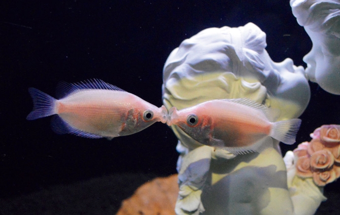 新江ノ島水族館