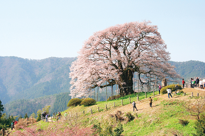 入手困難！天然本物1本桜！「幅360センチ×奥行40センチ×厚み 