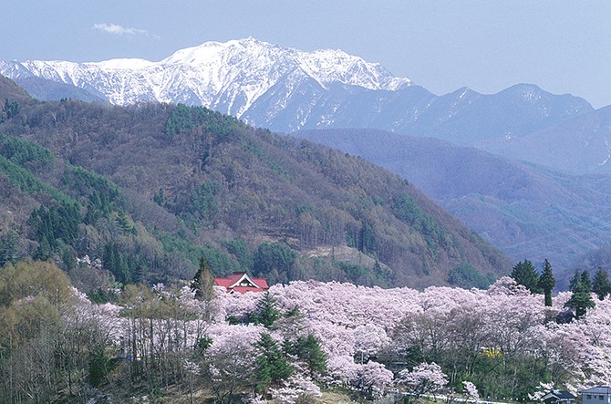 まるで桜の雲 桜名所 高遠城址公園の見どころ 混雑回避まとめ 長野 じゃらんニュース