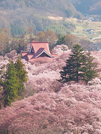 高遠城址公園 光前寺など長野の桜の開花時期 見頃まとめ17 じゃらんニュース