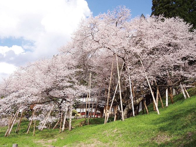 飛騨高山 薄墨桜 苗代桜など岐阜の桜の開花時期 見頃まとめ17 じゃらんニュース