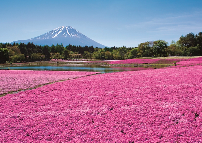 間もなく見頃 一度は見たい 富士芝桜まつり の絶景が綺麗すぎる 山梨 じゃらんニュース