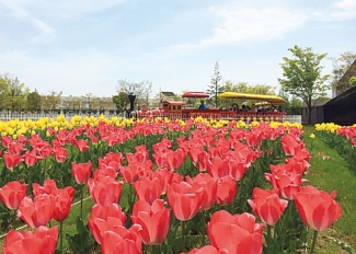 郡山カルチャーパーク ドリームランド