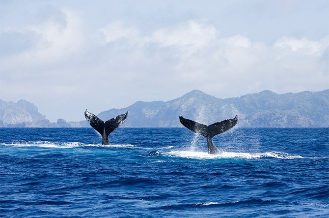 野生のイルカと泳ぐ 無人島探検 夢の楽園 小笠原諸島 ってどんなとこ じゃらんニュース