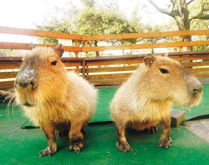 行くなら今 入園料無料or格安で動物ふれあいを楽しもう 関西 中国 四国 じゃらんニュース