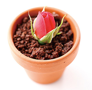植木ショコラ
