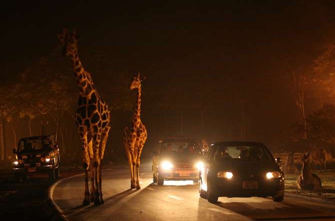 この夏絶対行きたい 人気ナイトサファリ7選 夜の動物園がスゴイ じゃらんニュース