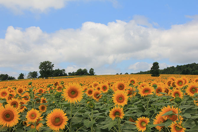 元気をもらえる カラフルな夏全開の花畑が美しすぎ おすすめ名所16選 じゃらんニュース