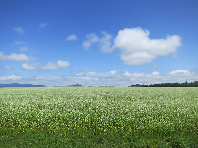 元気をもらえる カラフルな夏全開の花畑が美しすぎ おすすめ名所16選 じゃらんニュース