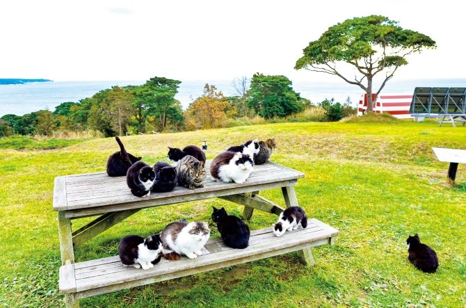 2月22日は猫の日 猫の島で1日ずーっとにゃんこざんまい 関東 東北 3 じゃらんnet
