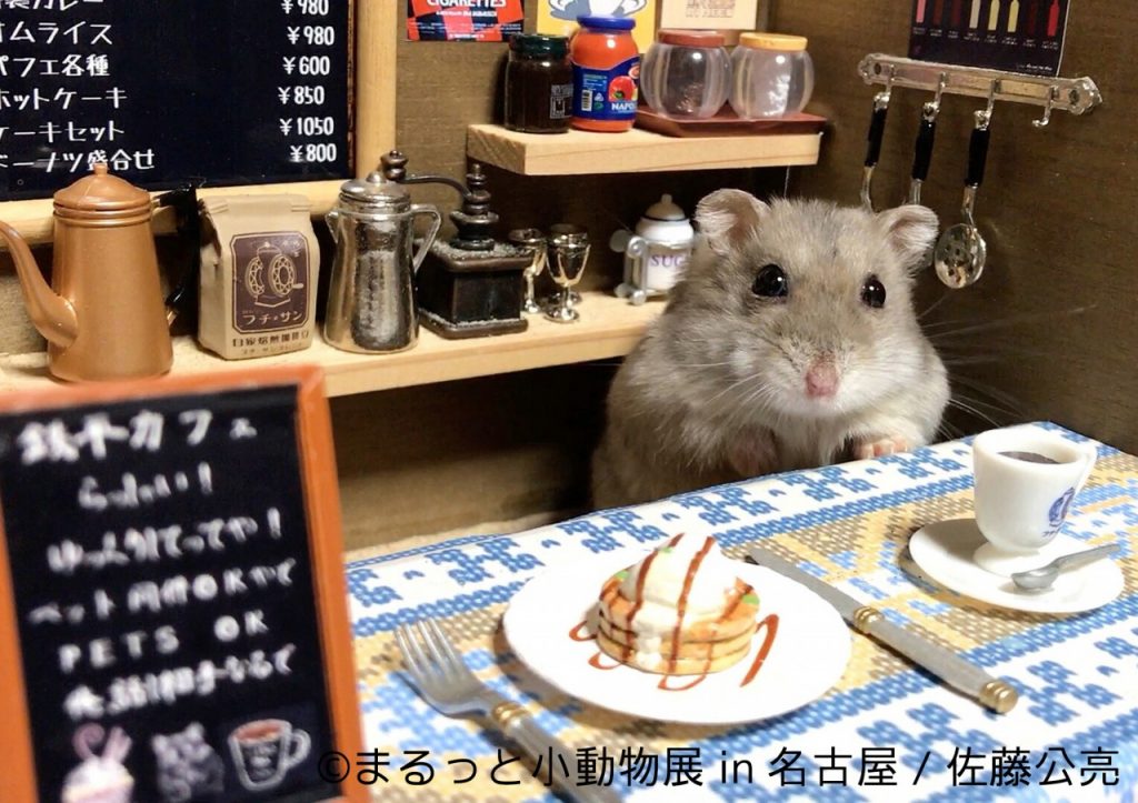 ハムスターやリスなど小動物に癒される まるっと小動物展 が名古屋で開催 じゃらんニュース