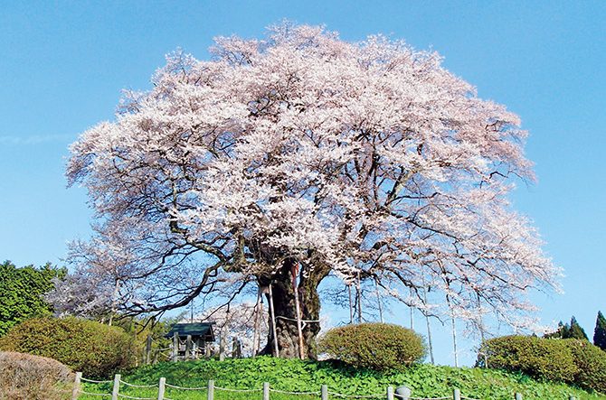 18 中国 四国の 絶景桜 おすすめ26選 名所から穴場まで 開花時期 見頃情報も じゃらんニュース