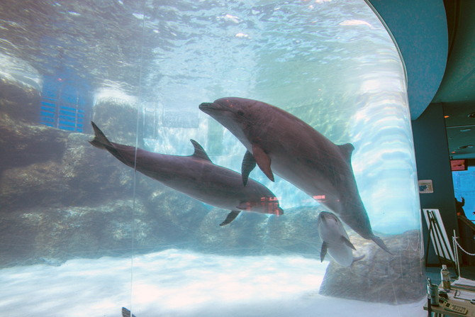 名古屋水族館